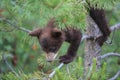 Black bear  cub in Banff National Park, Alberta, Canada Royalty Free Stock Photo