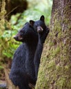 Black bear cub Royalty Free Stock Photo
