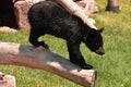 Black Bear Cub on the Edge of a Log Royalty Free Stock Photo