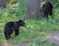 Black bear mother and cub. Royalty Free Stock Photo