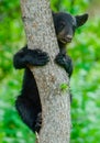 Black Bear Cub Hanging On A Tree