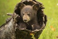 Black Bear Cub In A Hollow Log