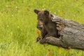 Black Bear Cub In A Hollow Log Royalty Free Stock Photo