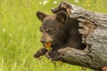 Black Bear Cub In A Hollow Log