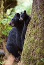 Black bear cub and mother Royalty Free Stock Photo