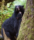 Black bear cub and mother