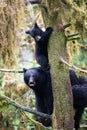 Black bear cub and mother in a tree Royalty Free Stock Photo