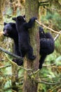 Black bear cub and mother in a tree Royalty Free Stock Photo