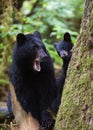Black bear cub and mother Royalty Free Stock Photo