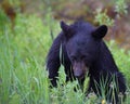 Black Bear Cub Near Banff, Alberta Royalty Free Stock Photo