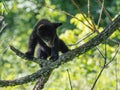 BLACK BEAR CUB Royalty Free Stock Photo