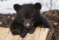 Black bear cub Royalty Free Stock Photo