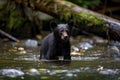 A Black Bear Cub Playing In A Shallow River. Generative AI Royalty Free Stock Photo
