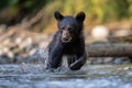 Black Bear Cub Playing In A Shallow River. Generative AI Royalty Free Stock Photo