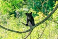 BLACK BEAR CUB