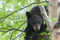 Black Bear Cub Royalty Free Stock Photo