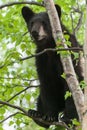 Black Bear Cub Royalty Free Stock Photo