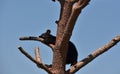 Black Bear Cub Sleeping on a Tree Branch Royalty Free Stock Photo