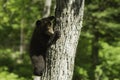 Black Bear cub in the spring Royalty Free Stock Photo
