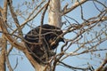 Black bear cub in tree Royalty Free Stock Photo