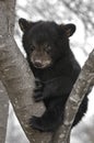 Black Bear Cub in Tree Royalty Free Stock Photo