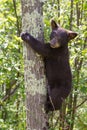 Black bear cub in tree Royalty Free Stock Photo