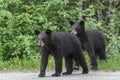 Black Bear Cub Royalty Free Stock Photo