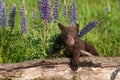 Black Bear Cub Ursus americanus Chin Over Lupine Stalk Summer