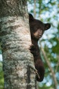 Black Bear Cub (Ursus americanus) Clings to Side of Tree