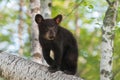 Black Bear Cub (Ursus americanus) Ears Forward