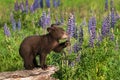 Black Bear Cub Ursus americanus Grabs Lupine Stalk to Sniff Summer