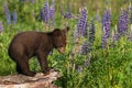 Black Bear Cub Ursus americanus Leans Head Against Lupine Stalk Summer