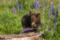 Black Bear Cub Ursus americanus Looks Down at Bent Lupine Stalk Summer