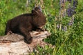 Black Bear Cub Ursus americanus Nose in Lupine Plant Leaves Summer