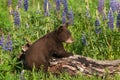 Black Bear Cub Ursus americanus Paws Up on Log Looking Right Summer
