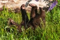 Black Bear Cub Ursus americanus Rolls On Back in Grass Summer