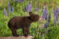 Black Bear Cub Ursus americanus Sniffs at Lupine Stalk Summer