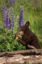 Black Bear Cub Ursus americanus Sniffs at Lupine Summer