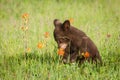 Black Bear Cub Ursus americanus Sniffs Prairie Fire Flower Summer Royalty Free Stock Photo