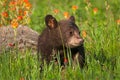 Black Bear Cub Ursus americanus Stands Admist Grass and Prairie Fire Flowers Summer