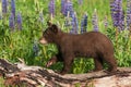 Black Bear Cub Ursus americanus Steps Along Log Lupine in Background Summer