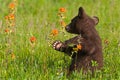 Black Bear Cub Ursus americanus Turns Back to Sniff Prairie Fire Flower Summer Royalty Free Stock Photo