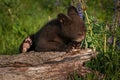 Black Bear Cub Ursus americanus Works to Climb Up on Log Summer