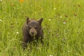 Black Bear Cub And Wildflowers