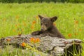 Black Bear Cub And Wildflowers