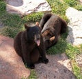 Black Bear Cubs at Bear Country Royalty Free Stock Photo