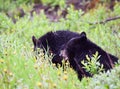 Black Bear Cubs Breakfast Dandelion Feast Royalty Free Stock Photo