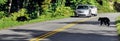 Black bear cubs crossing the street Royalty Free Stock Photo