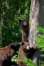 Black bear cubs and mother Royalty Free Stock Photo