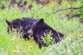 Black Bear Cubs Near Banff, Alberta Royalty Free Stock Photo